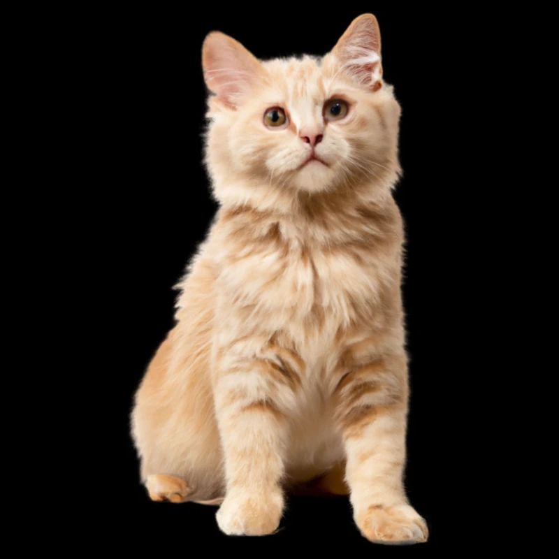 Red-haired cat