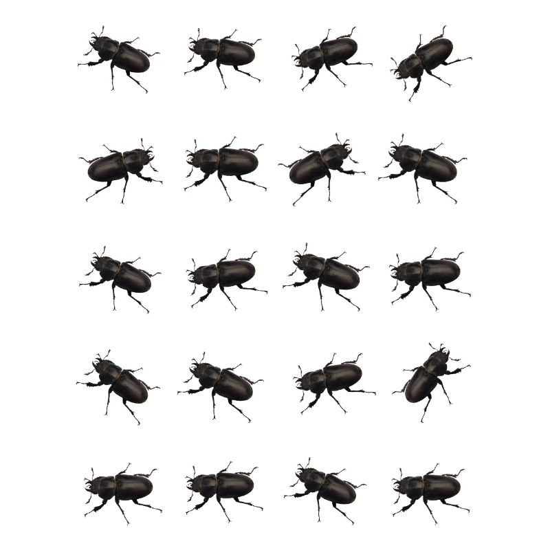 Stag Pattern