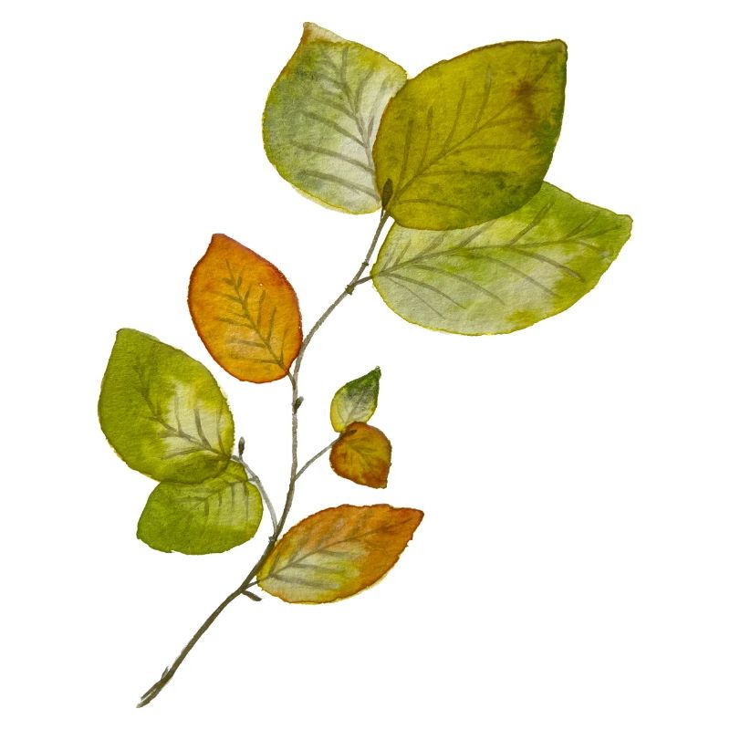 Beech leaves