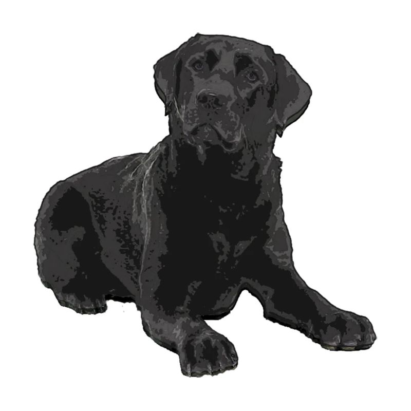 Schwarzer Labrador