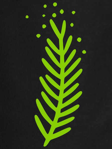 Branch Motif