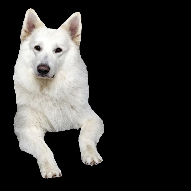 Schäferhund weißer Schäferhund Schweizer Hunde