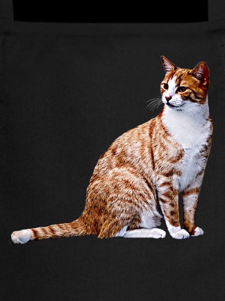 Chat chat chat Cat Cat