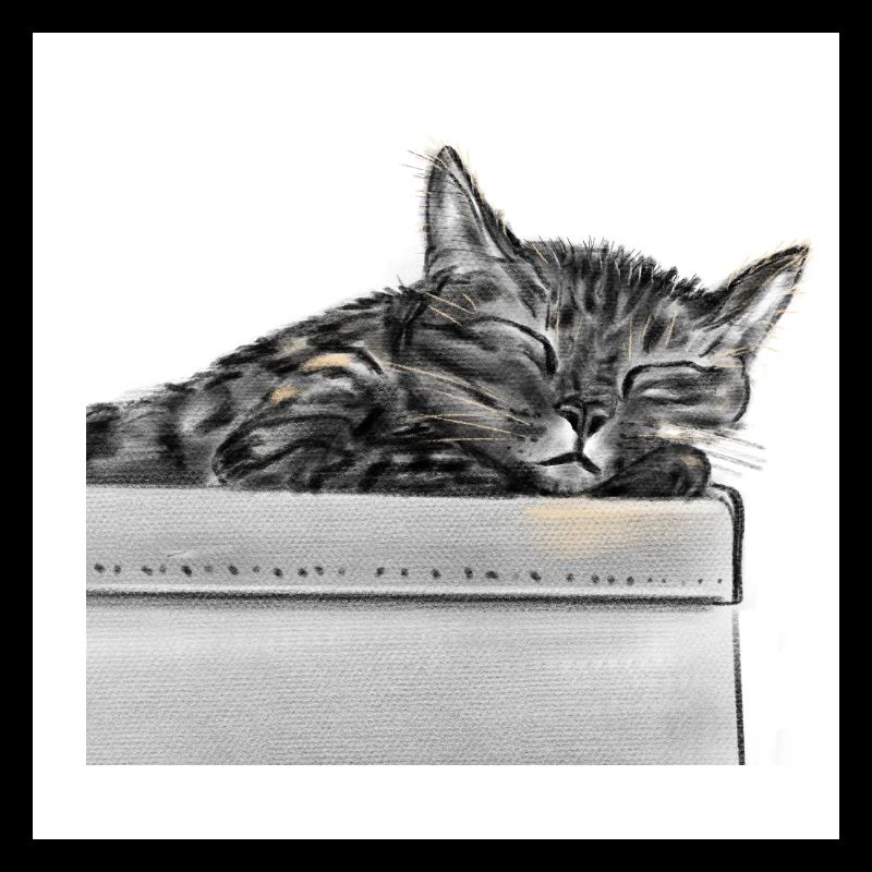Silent cat dream in a box