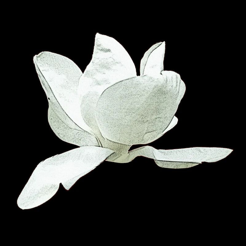 Ideen Muttertag, Magnolie seitlich