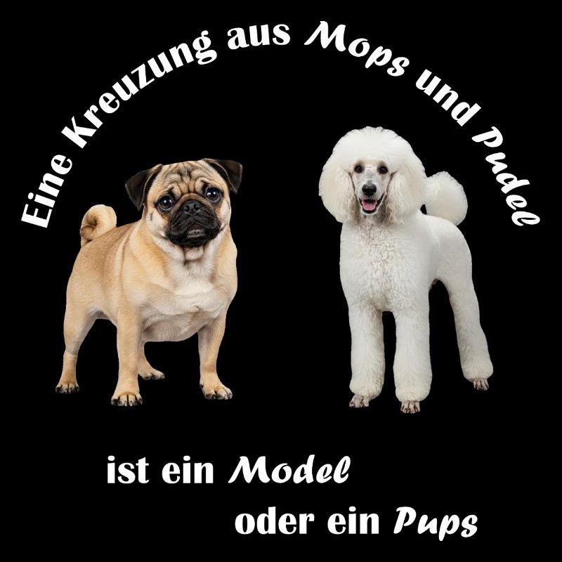 Kreuzung Pudel und Mops