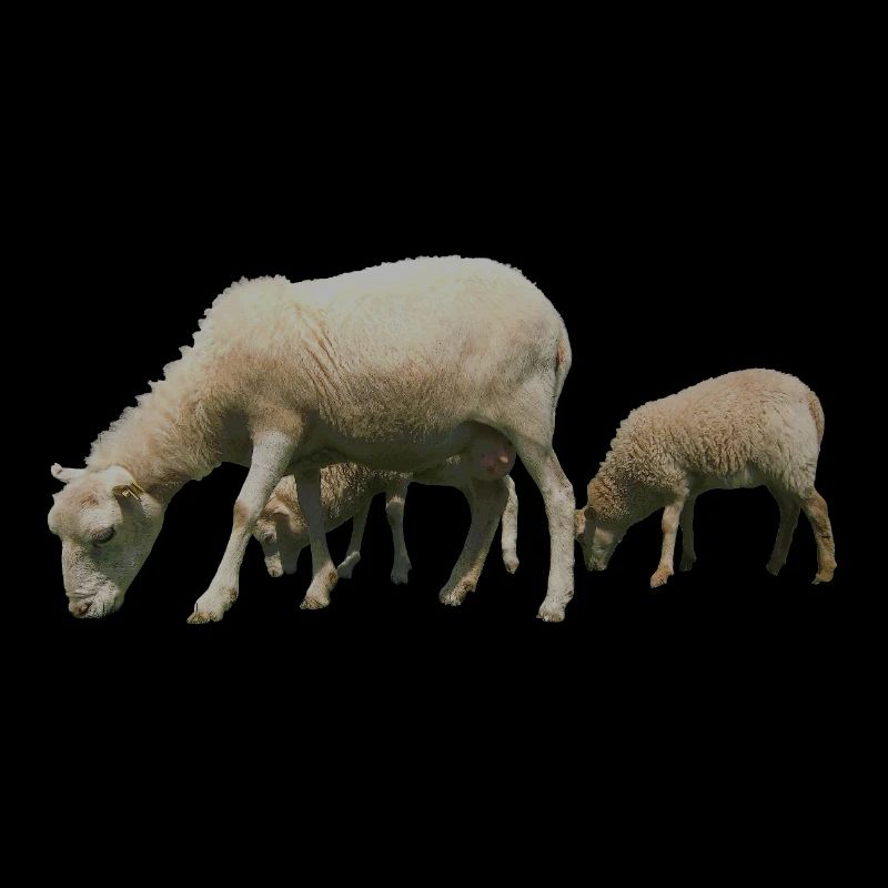 Schafe