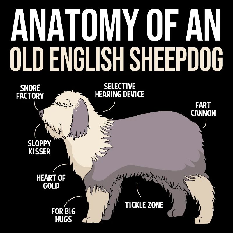 Englischer Schäferhund