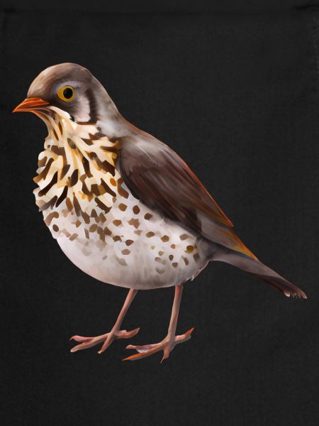 Grive oiseau