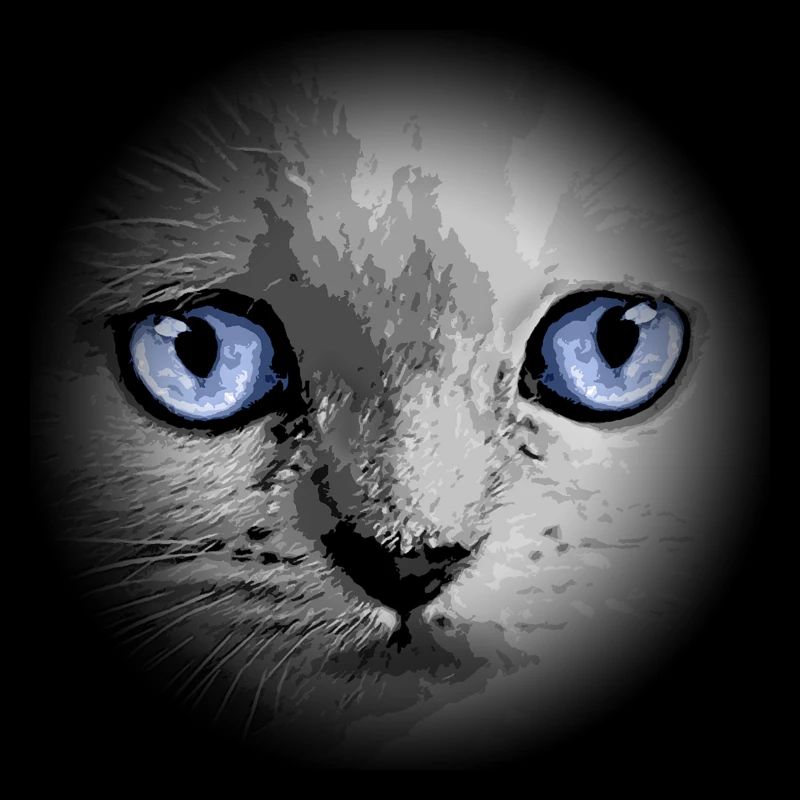 Kitty Kätzchen Katze