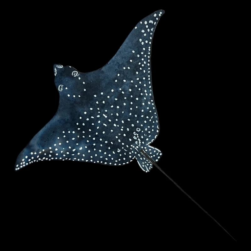 Rays Eagle Rays Stingrays Reef Plongée