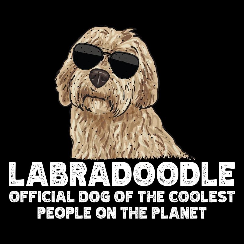 Labradoodle Chien