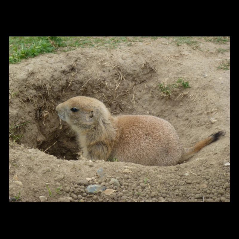 Groundhog