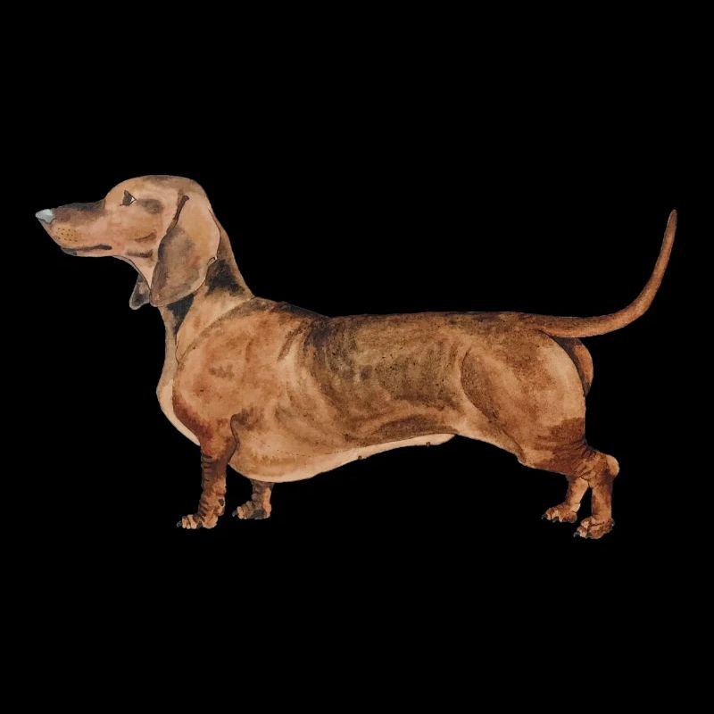 Dackel Kurzhaardackel Dachshund
