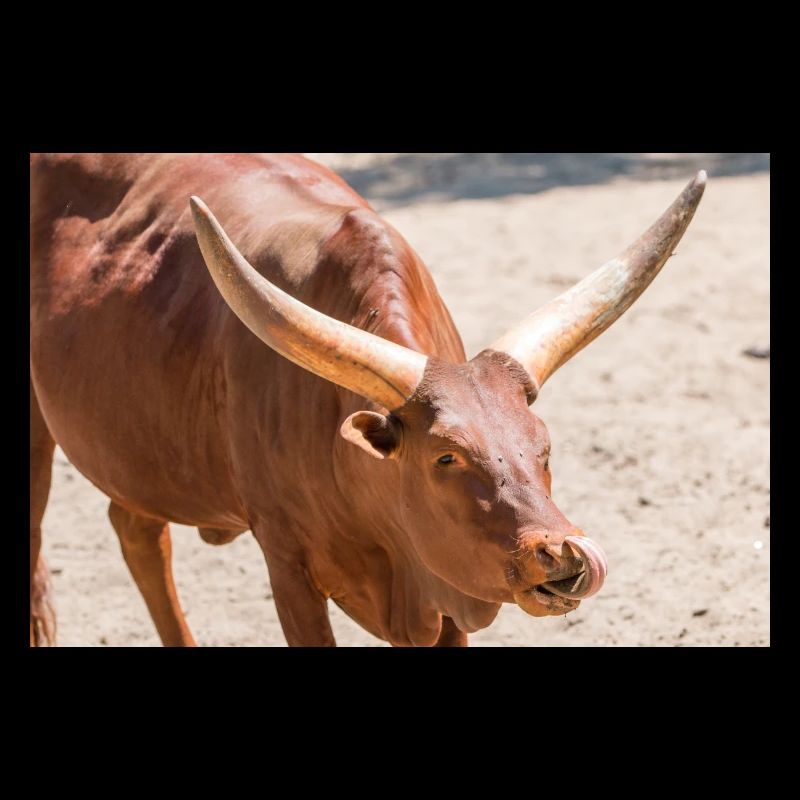 Ankole-Watusi oder Ankole Longhorn Watussirind