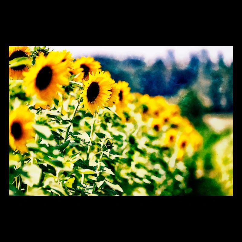 Sonnenblumen