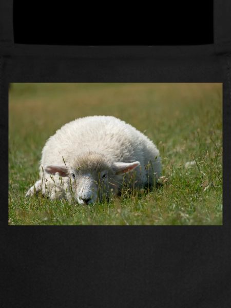 Moutons reposant dans l’herbe
