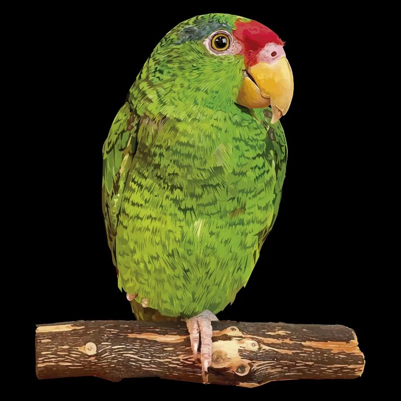 Le perroquet Tamaulipas
