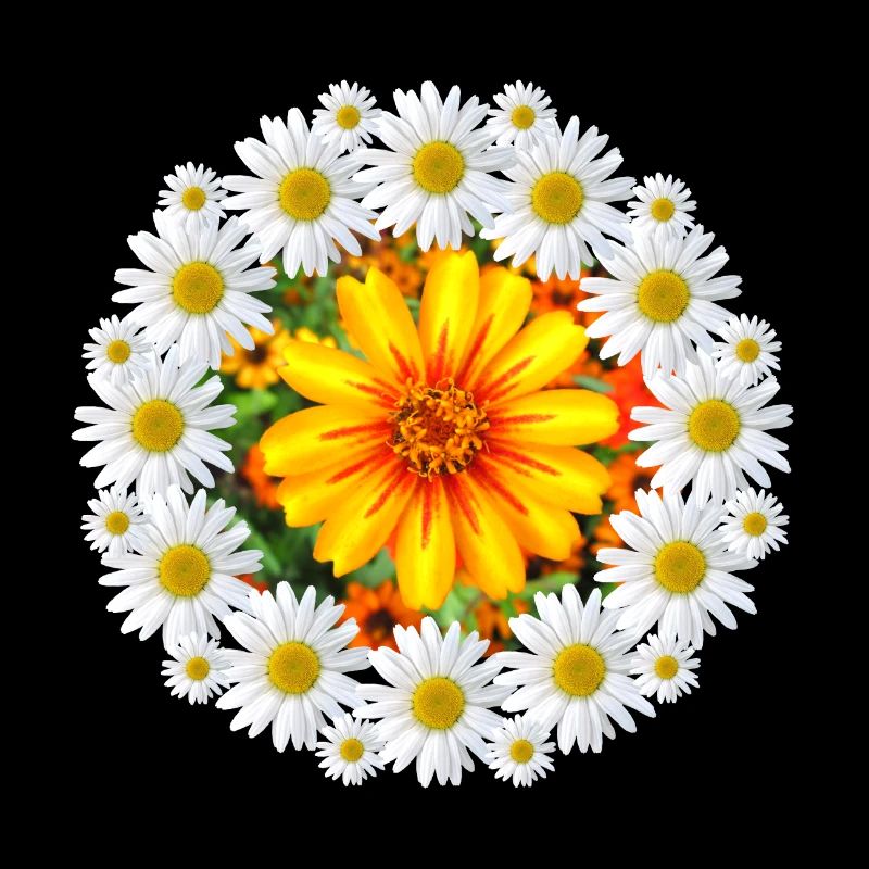 Margeriten mit bunter Blüte Gänseblümchen Blume