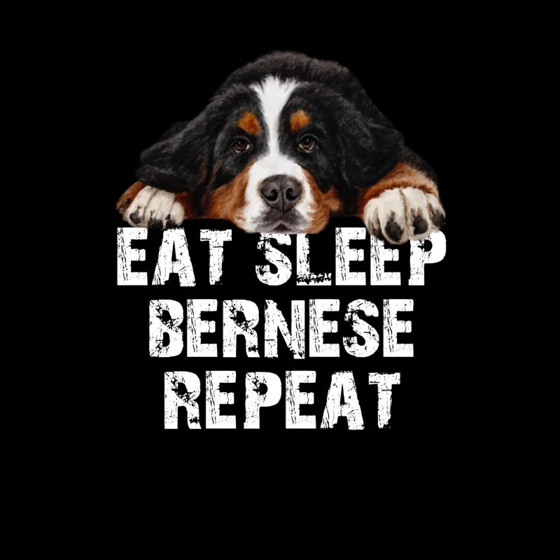 Bouvier bernois