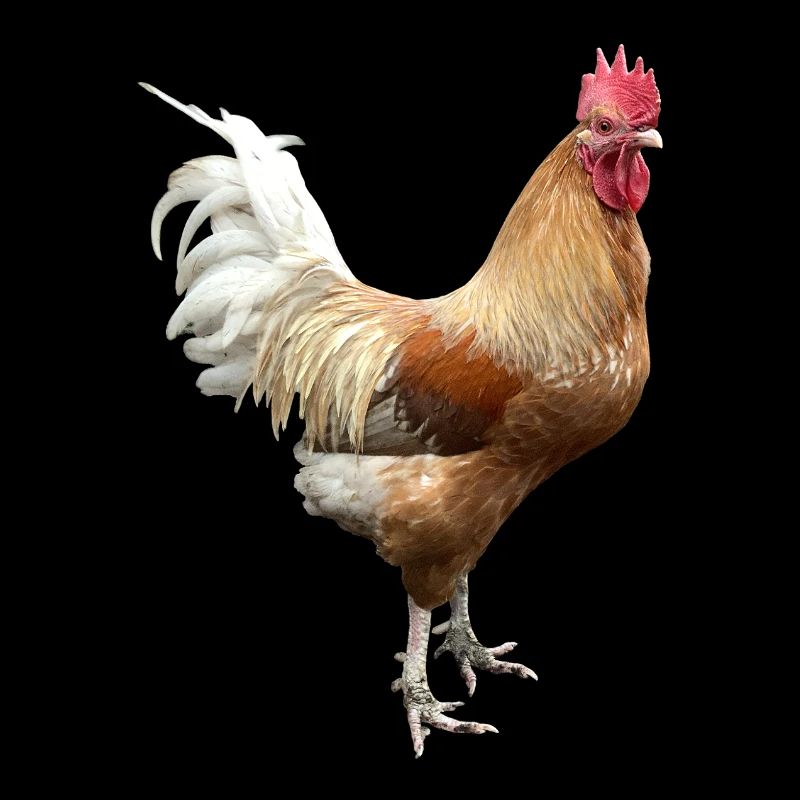Coq