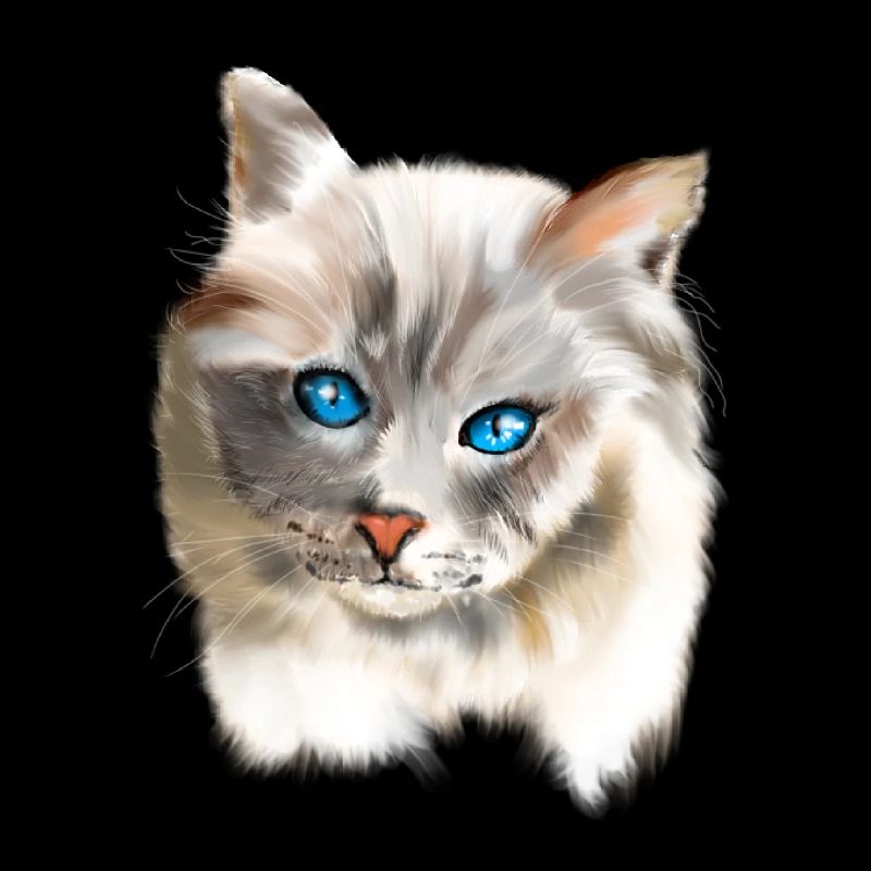 Blue Eyes Cat