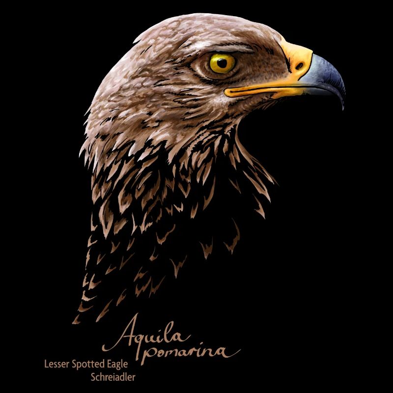 Lesser Spotted Eagle Portrait