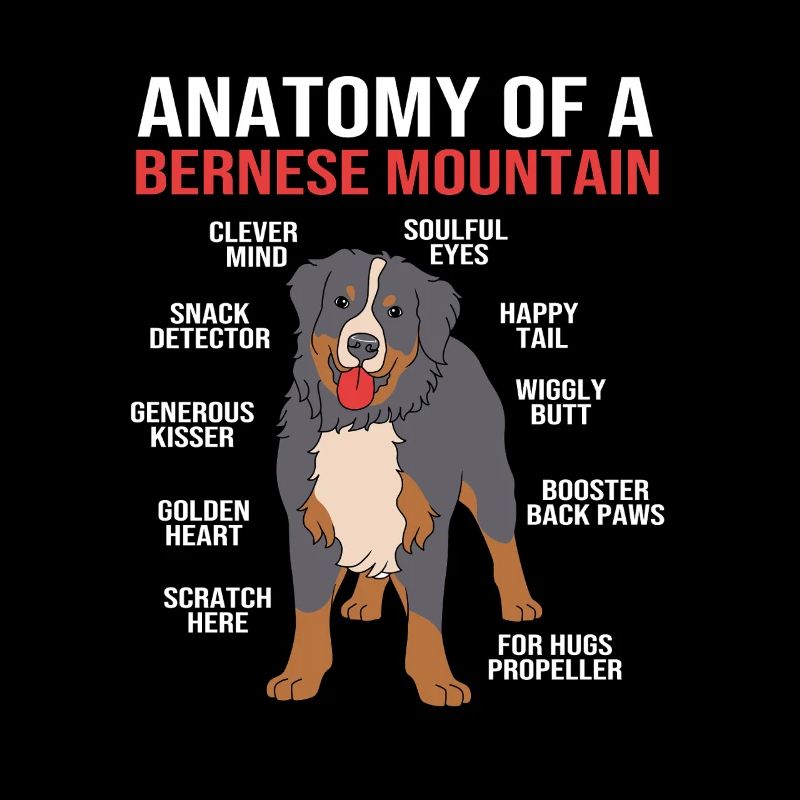 Bernese Mountain Dog
