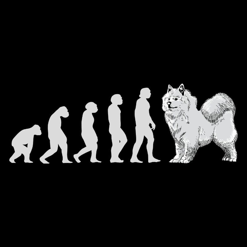 Evolution Samoyed