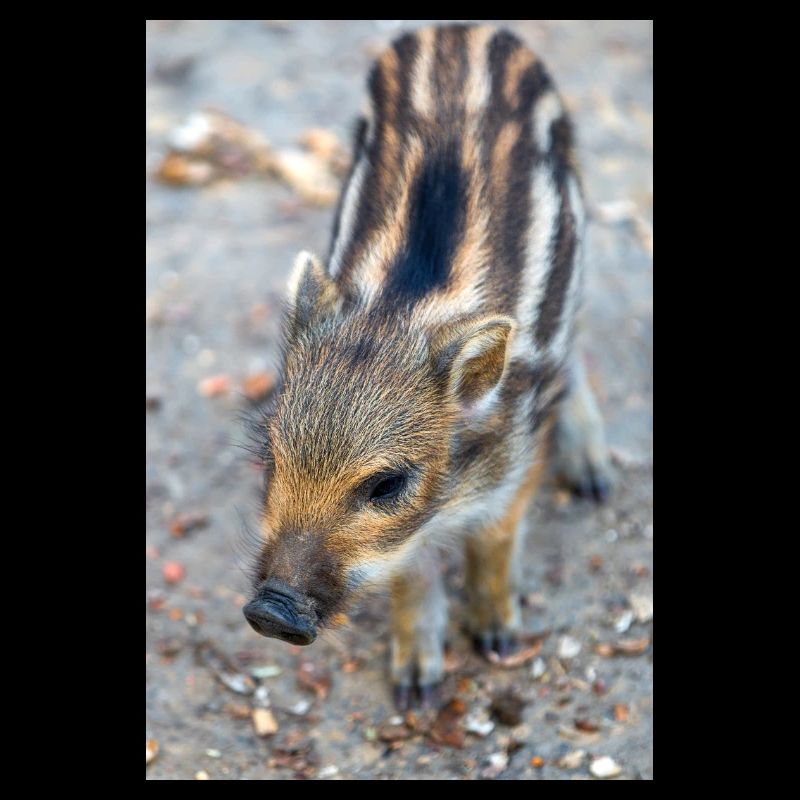 Sanglier (Sus scrofa) dans la forêt