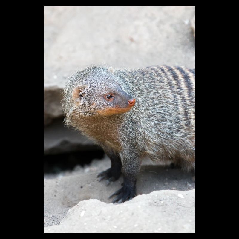 Gebänderte Manguste oder Zebramanguste