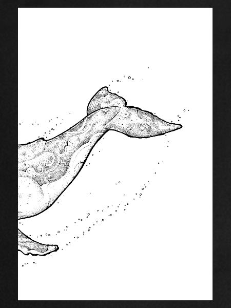 Baleine à bosse B
