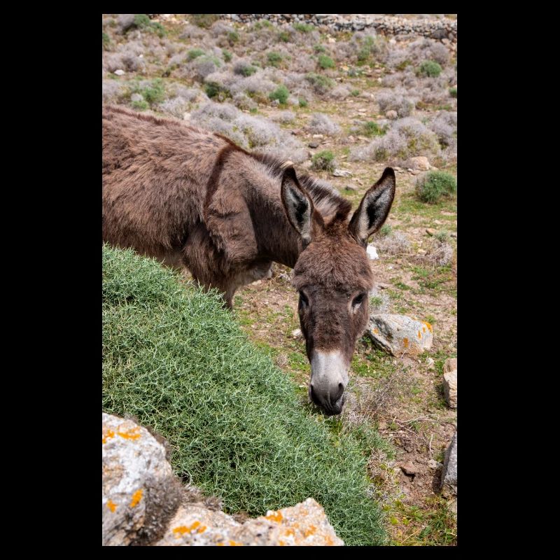 Âne dans un champ Paysage Île de Mykonos