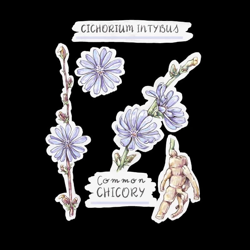 Voyageur de chicorée - dessin