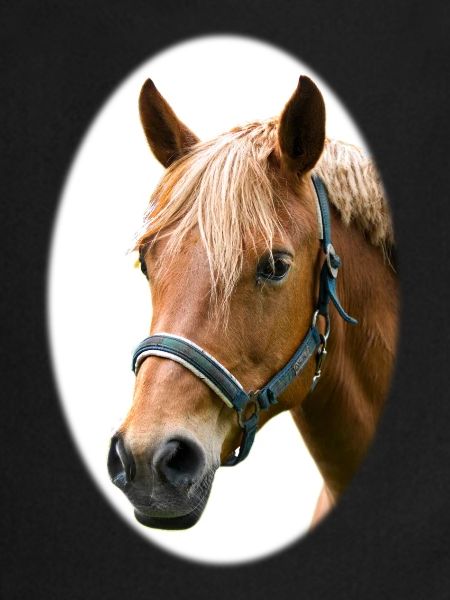Cheval. Cheval.