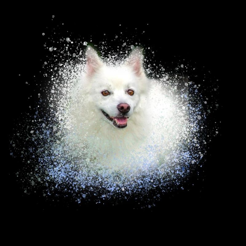 spitz,hund,graffiti,malerei,zwergpsitz