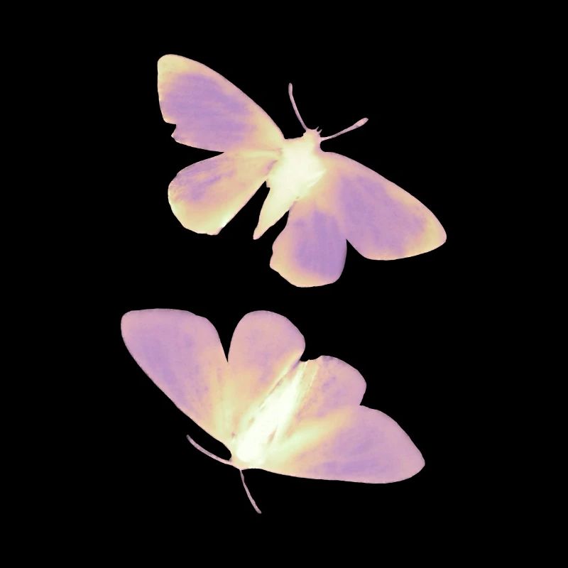 Schmetterling gelb/rosa