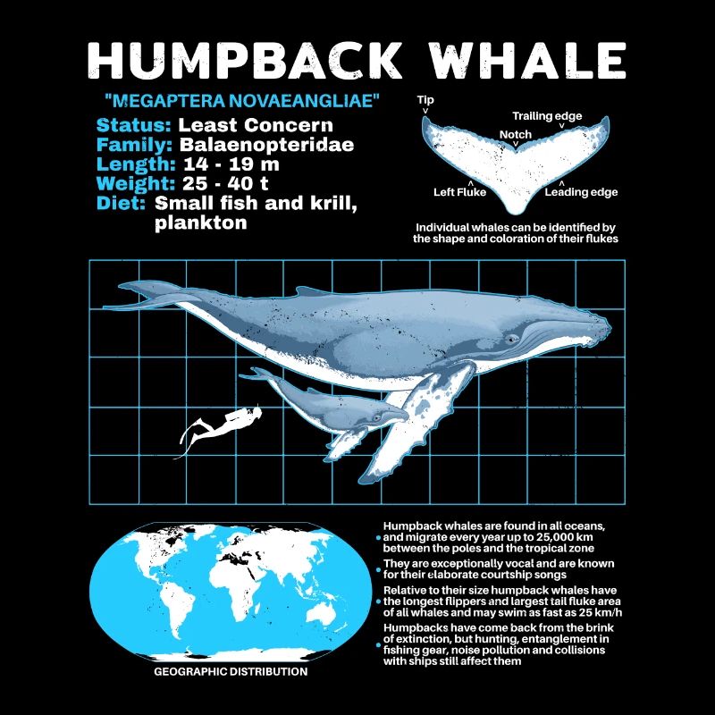 Fiche technique de la baleine à bosse