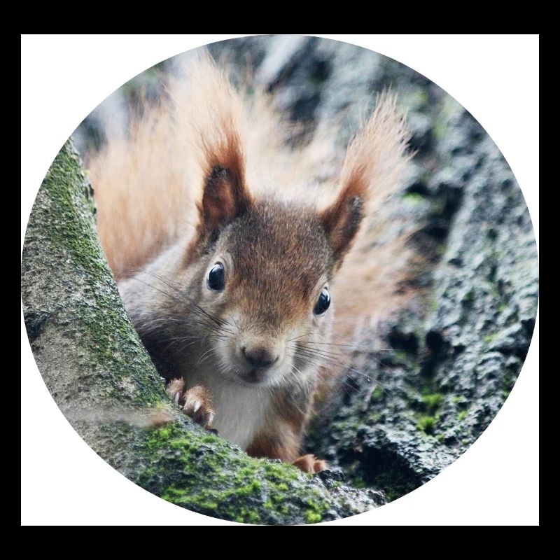 Eichhörnchen, isibat