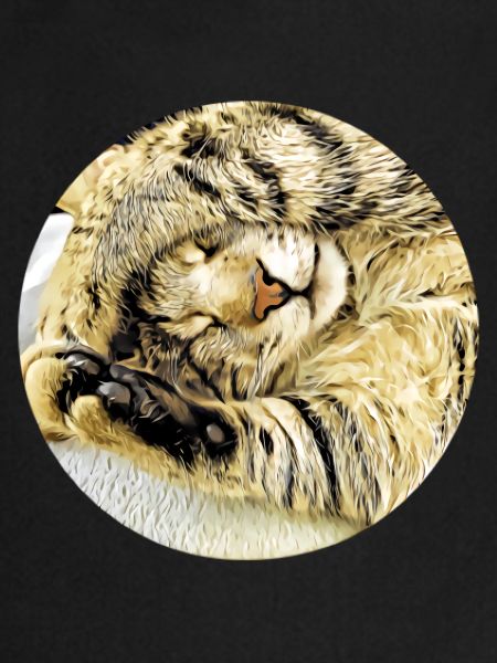Chubby sleeping tabby cat