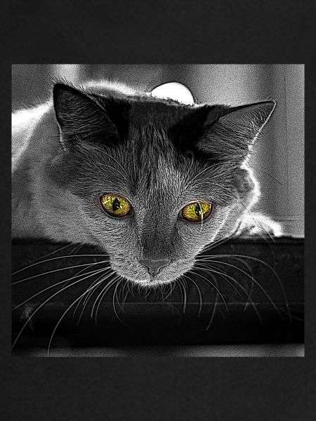 le chat