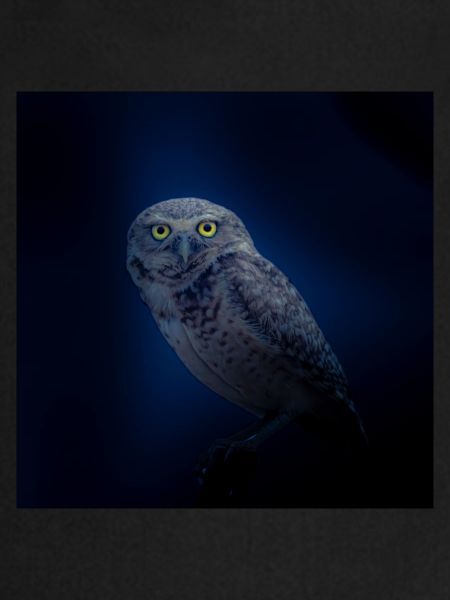 hibou chouette