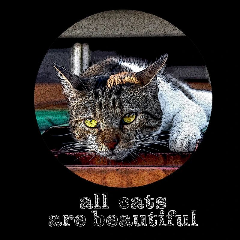 All cats are beautiful