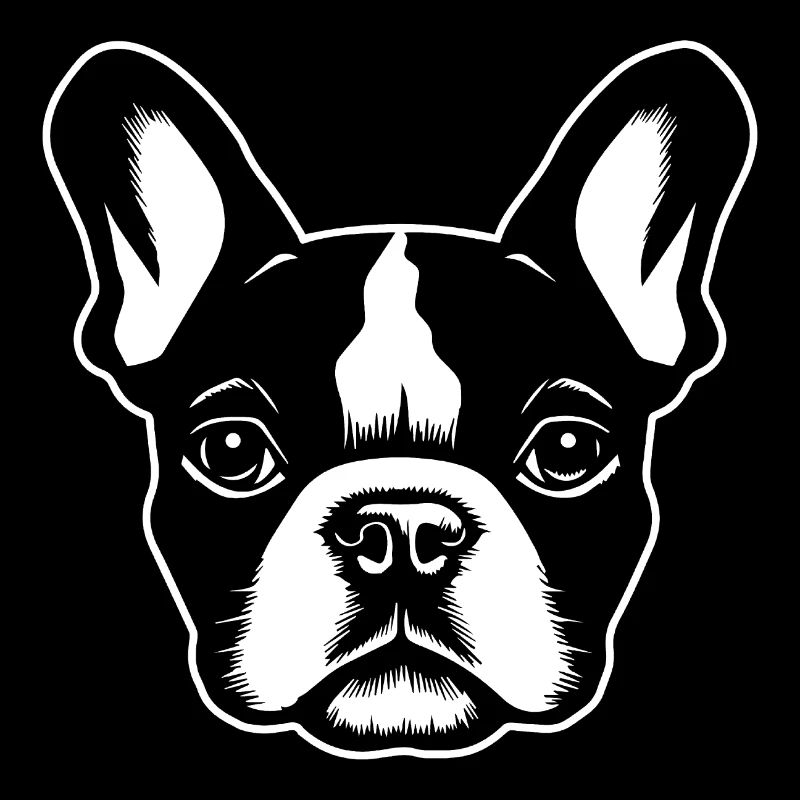 Bouledogue français Terrier de Boston