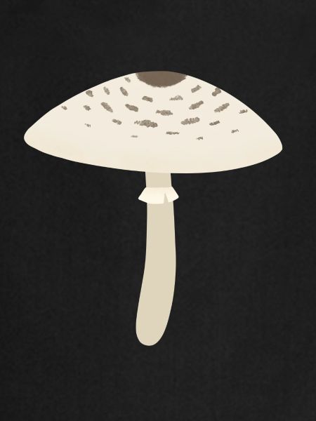 Parasol Champignon