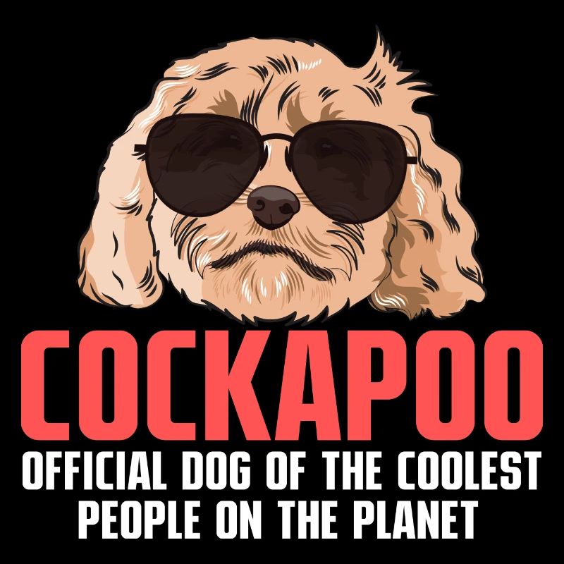 Cockapoo Dog