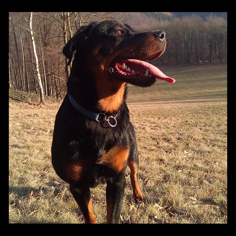 Rottweiler