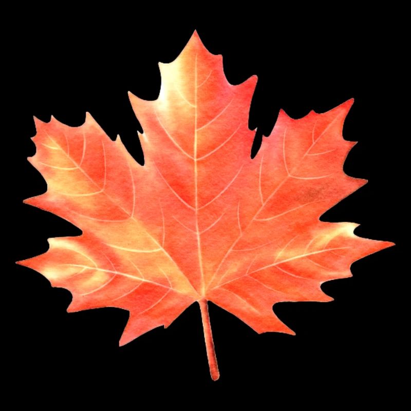 Maple Leaf Colorful Colors Maple Tree Forest Warm