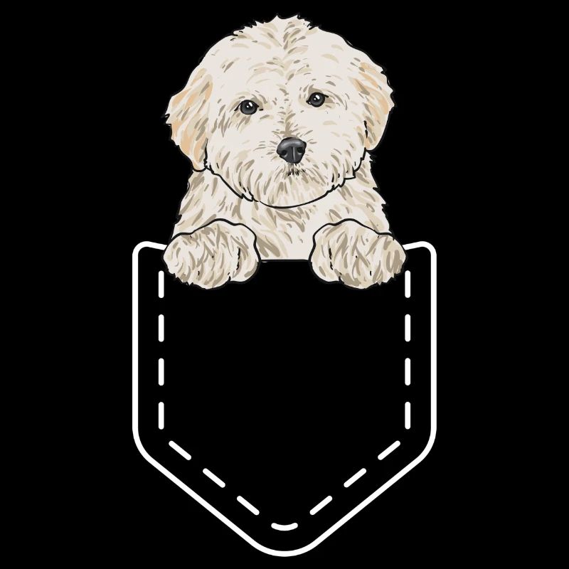 Chien Maltipoo