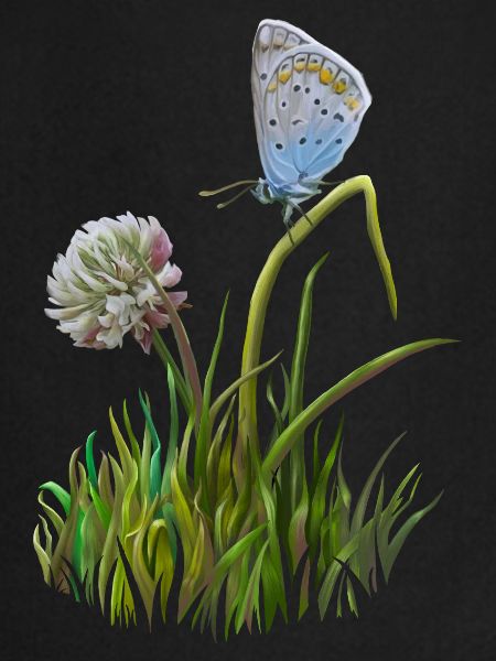 Papillon et trèfle